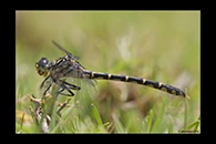 PhotoID: AusDr502. Western Inland Hunter (Austrogomphus collaris) - female