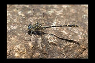 PhotoID: AusDr507. Western Inland Hunter (Austrogomphus collaris) - male