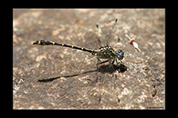 PhotoID: AusDr508. Western Inland Hunter (Austrogomphus collaris) - male