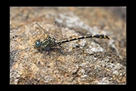 PhotoID: AusDr509. Western Inland Hunter (Austrogomphus collaris) - male