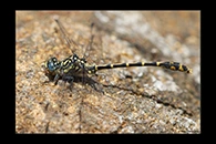 PhotoID: AusDr510. Western Inland Hunter (Austrogomphus collaris) - male