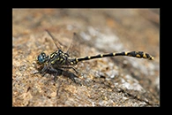 PhotoID: AusDr511. Western Inland Hunter (Austrogomphus collaris) - male