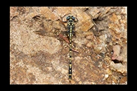 PhotoID: AusDr513. Western Inland Hunter (Austrogomphus collaris) - male