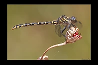 PhotoID: AusDr549. Western Inland Hunter (Austrogomphus collaris) - female