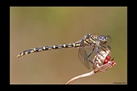 PhotoID: AusDr550. Western Inland Hunter (Austrogomphus collaris) - female
