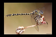PhotoID: AusDr551. Western Inland Hunter (Austrogomphus collaris) - female