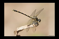 PhotoID: AusDr582. Western Inland Hunter (Austrogomphus collaris) - female