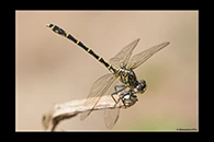 PhotoID: AusDr583. Western Inland Hunter (Austrogomphus collaris) - female