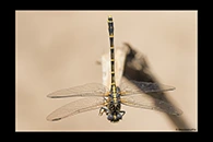 PhotoID: AusDr584. Western Inland Hunter (Austrogomphus collaris) - female