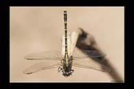 PhotoID: AusDr585. Western Inland Hunter (Austrogomphus collaris) - female