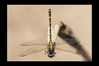 PhotoID: AusDr586. Western Inland Hunter (Austrogomphus collaris) - female