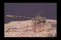 PhotoID: AusDr085. Yellow-Striped Hunter (Austrogomphus guerini) - male