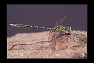 PhotoID: AusDr086. Yellow-Striped Hunter (Austrogomphus guerini) - male