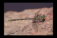 PhotoID: AusDr087. Yellow-Striped Hunter (Austrogomphus guerini) - male