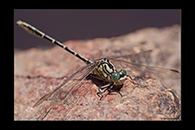 PhotoID: AusDr088. Yellow-Striped Hunter (Austrogomphus guerini) - male