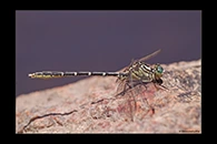 PhotoID: AusDr090. Yellow-Striped Hunter (Austrogomphus guerini) - male