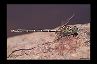 PhotoID: AusDr091. Yellow-Striped Hunter (Austrogomphus guerini) - male