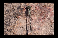 PhotoID: AusDr092. Yellow-Striped Hunter (Austrogomphus guerini) - male