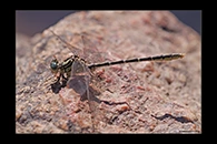 PhotoID: AusDr093. Yellow-Striped Hunter (Austrogomphus guerini) - male