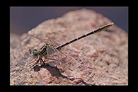 PhotoID: AusDr094. Yellow-Striped Hunter (Austrogomphus guerini) - male
