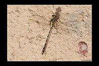PhotoID: AusDr171. Yellow-Striped Hunter (Austrogomphus guerini) - male