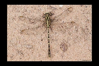 PhotoID: AusDr172. Yellow-Striped Hunter (Austrogomphus guerini) - male