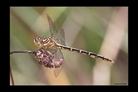 PhotoID: AusDr182. Yellow-Striped Hunter (Austrogomphus guerini) - female