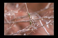 PhotoID: AusDr434. Pimple-Headed Hunter (Austrogomphus mjobergi) - copula
