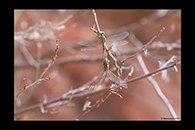 PhotoID: AusDr435. Pimple-Headed Hunter (Austrogomphus mjobergi) - copula