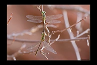 PhotoID: AusDr436. Pimple-Headed Hunter (Austrogomphus mjobergi) - copula
