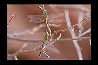 PhotoID: AusDr437. Pimple-Headed Hunter (Austrogomphus mjobergi) - copula