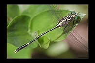 PhotoID: AusDr136. Austrogomphus ochraceus - male