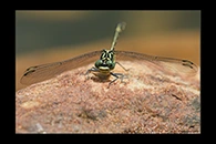 PhotoID: AusDr350. Austrogomphus ochraceus - male