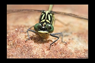 PhotoID: AusDr351. Austrogomphus ochraceus - male