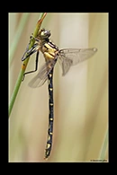 PhotoID: AusDr354. Austrogomphus ochraceus - female