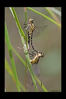 PhotoID: AusDr355. Austrogomphus ochraceus - copula