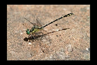 PhotoID: AusDr356. Austrogomphus ochraceus - male