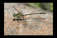 PhotoID: AusDr357. Austrogomphus ochraceus - male