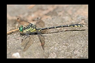 PhotoID: AusDr365. Austrogomphus ochraceus - male