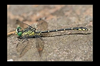 PhotoID: AusDr366. Austrogomphus ochraceus - male