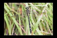 PhotoID: AusDr370. Austrogomphus ochraceus - female