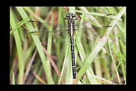 PhotoID: AusDr371. Austrogomphus ochraceus - female