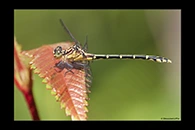 PhotoID: AusDr376. Austrogomphus ochraceus - female