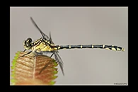PhotoID: AusDr377. Austrogomphus ochraceus - female