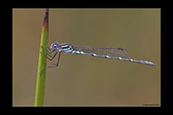 PhotoID: AusDa001. Austrolestes aleison - male