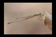 PhotoID: AusDa531. Austrolestes analis - female