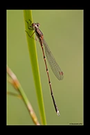 PhotoID: AusDa532. Austrolestes analis - male