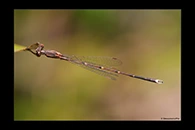 PhotoID: AusDa533. Austrolestes analis - male