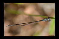 PhotoID: AusDa534. Austrolestes analis - male
