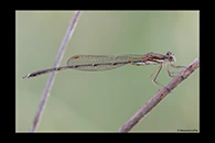 PhotoID: AusDa535. Austrolestes analis - male